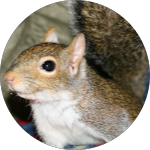 Squirrel Lady